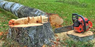 Best Firewood Processing and Delivery  in Rancho San Diego, CA