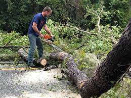 Best Tree Health Inspection  in Rancho San Diego, CA