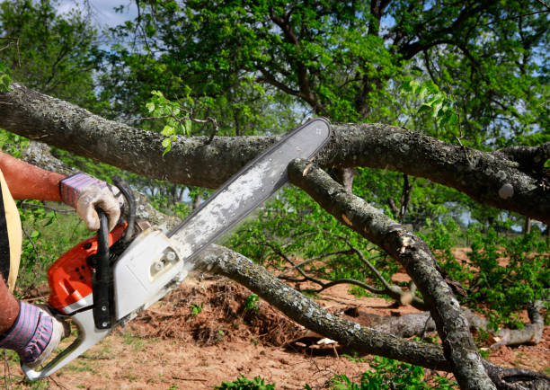 How Our Tree Care Process Works  in  Rancho San Diego, CA